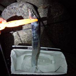 太刀魚調査・・・渋かった(泣)